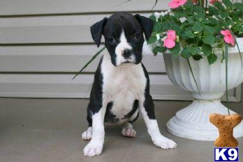 Boxer Puppies for Sale